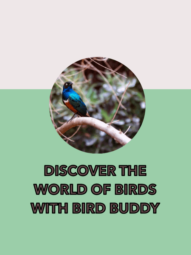 AI Bird Buddy Watch Birds from Around the World